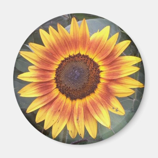 Sonnenblumenmagnet Magnet (Vorne)