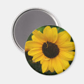Sonnenblumenmagnet Magnet (Vorderseite/Rückseite)