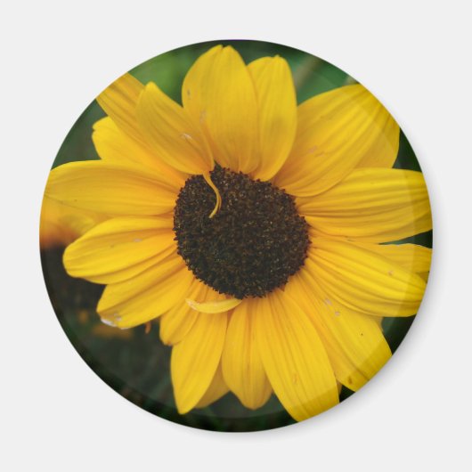 Sonnenblumenmagnet Magnet (Vorne)