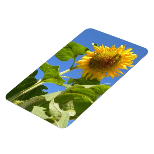 Sonnenblumenmagnet Magnet (Linke Seite)