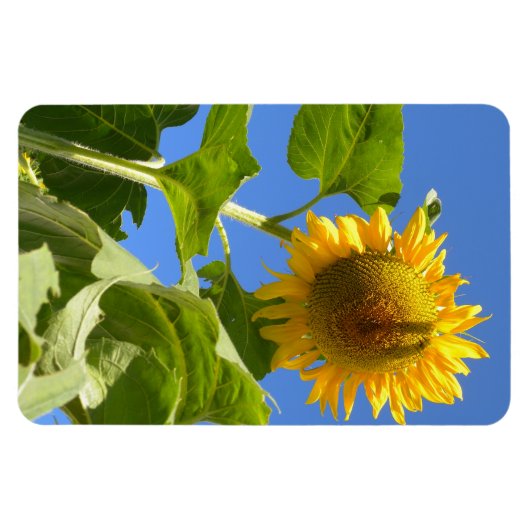 Sonnenblumenmagnet Magnet (Horizontal)