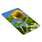 Sonnenblumenmagnet Magnet (Rechte Seite)