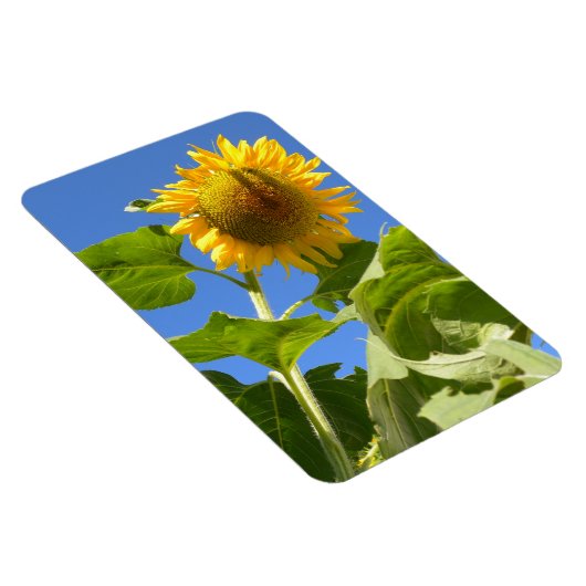 Sonnenblumenmagnet Magnet (Rechte Seite)