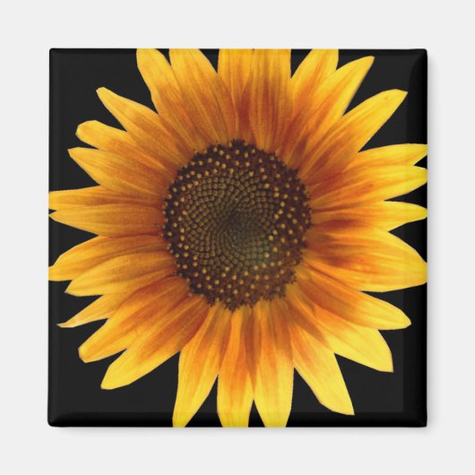 Sonnenblumenmagnet Magnet (Vorne)