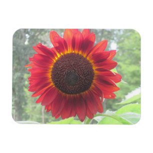 Sonnenblumenmagnet Magnet