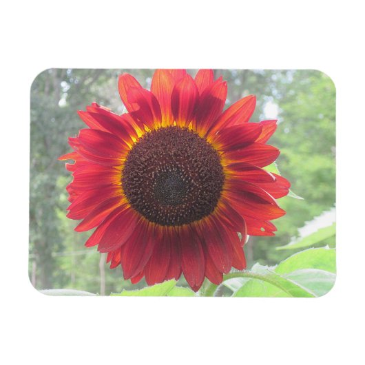 Sonnenblumenmagnet Magnet (Horizontal)