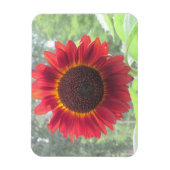Sonnenblumenmagnet Magnet (Vertikal)