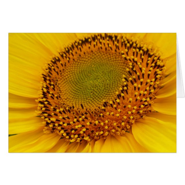 Sonnenblumenmitte (Vorderseite (Horizontal))
