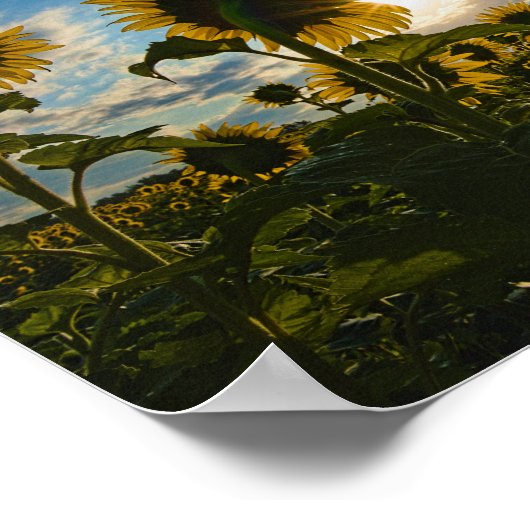 Sonnenblumenmorning Poster (Ecke)