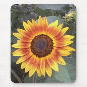 Sonnenblumenmousepad Mousepad