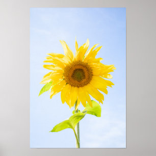 Sonnenblumennatur-Foto Poster