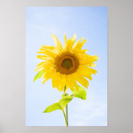 Sonnenblumennatur-Foto Poster (Vorne)
