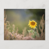 Sonnenblumennatur-Foto Postkarte (Vorderseite)