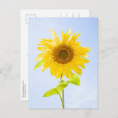 Sonnenblumennatur-Foto Postkarte (Vorne/Hinten)