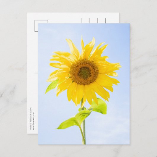 Sonnenblumennatur-Foto Postkarte (Vorne/Hinten)