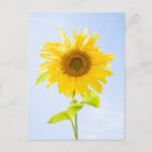 Sonnenblumennatur-Foto Postkarte (Vorderseite)