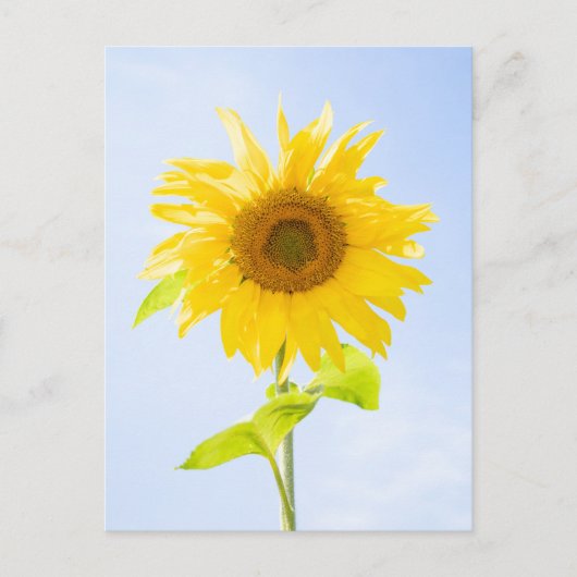 Sonnenblumennatur-Foto Postkarte (Vorderseite)
