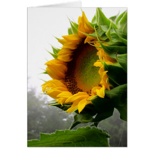 Sonnenblumenöffnung