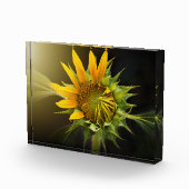 Sonnenblumenöffnung in Vollblut Fotoblock (Rechts)