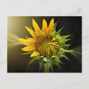 Sonnenblumenöffnung in Vollblut Postkarte