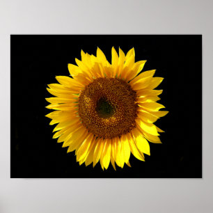 Sonnenblumenposter Poster