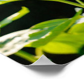 Sonnenblumenposter Poster (Ecke)