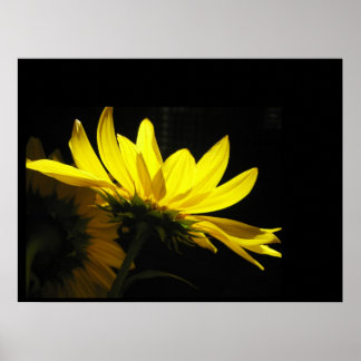 Sonnenblumenposter Poster
