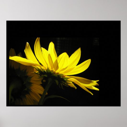 Sonnenblumenposter Poster (Vorne)