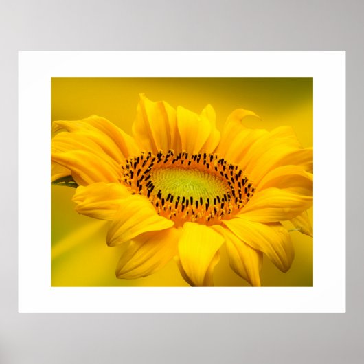 Sonnenblumenposter Poster (Vorne)