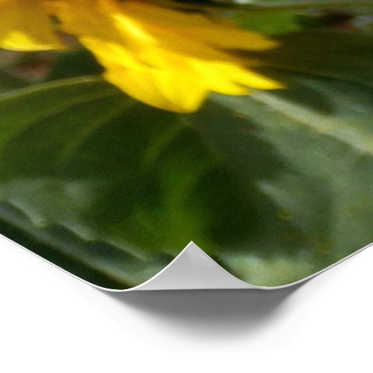 Sonnenblumenposter Poster (Ecke)