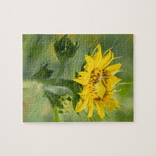 Sonnenblumenpuzzle Puzzle (Horizontal)