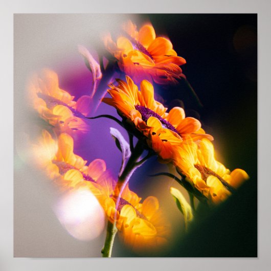 Sonnenblumenreflexion Poster (Vorne)