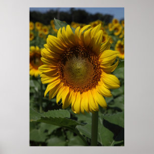 Sonnenblumenreihe 09 poster