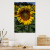 Sonnenblumenreihe 09 poster (Küche)