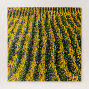 Sonnenblumenreihe Puzzle