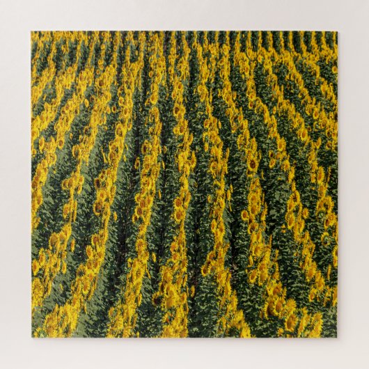 Sonnenblumenreihe Puzzle (Vertikal)