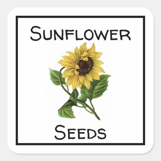 Sonnenblumensaat Quadratischer Aufkleber (Vorderseite)
