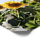 Sonnenblumenschrift Fotografische Kunst drucken Poster (Ecke)