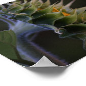 Sonnenblumenseite Poster (Ecke)