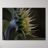 Sonnenblumenseite Poster (Vorne)