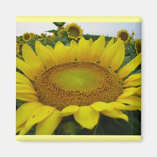 Sonnenblumenserie Magnet (Vorne)