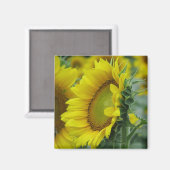 Sonnenblumenserie Magnet (Vorderseite/Rückseite)