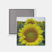 Sonnenblumenserie Magnet (Vorderseite/Rückseite)