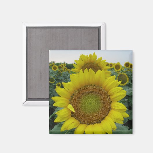 Sonnenblumenserie Magnet (Vorderseite/Rückseite)