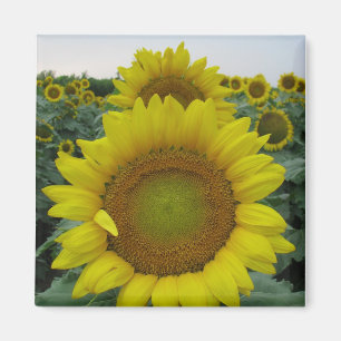 Sonnenblumenserie Magnet