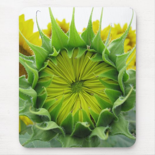 Sonnenblumenserie Mousepad (Vorne)