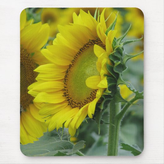 Sonnenblumenserie Mousepad (Vorne)