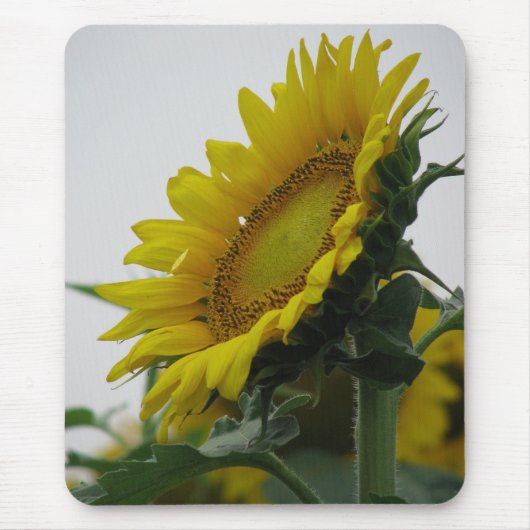 Sonnenblumenserie Mousepad (Vorne)