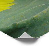 Sonnenblumenserie Poster (Ecke)