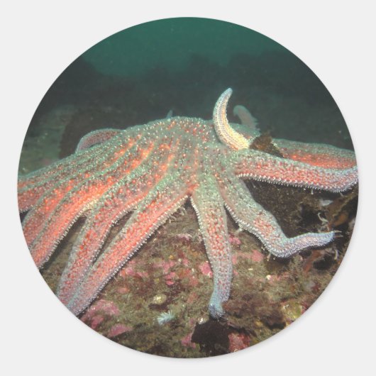 Sonnenblumensestern - Aufkleber (Vorderseite)